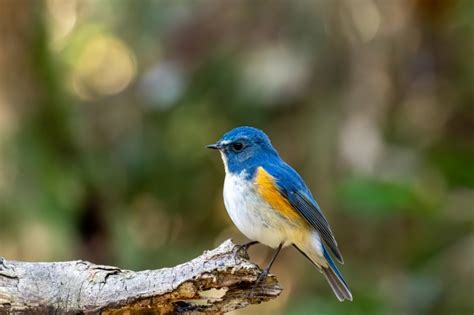 風水鳥|縁起のいい鳥/幸福の鳥17選｜ツバメ/ルリビタキ？縁 